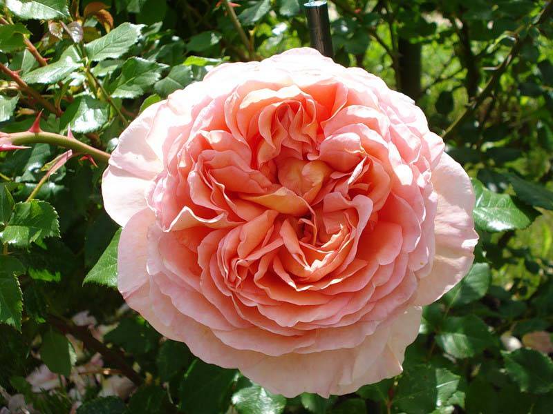 Парковые розы для Подмосковья: выбираем лучшие сорта