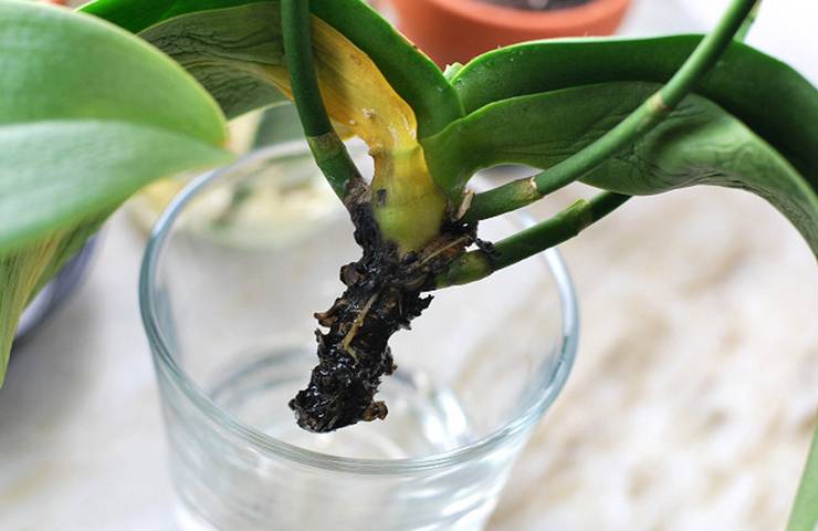 Как спасти орхидею если корни сгнили