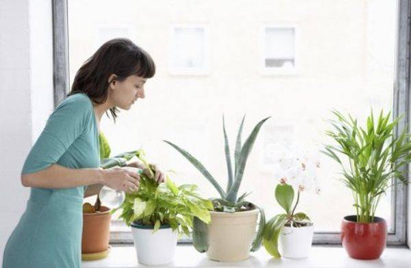 Актара инструкция по применению для комнатных растений
