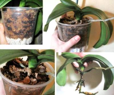 Комнатная орхидея уход