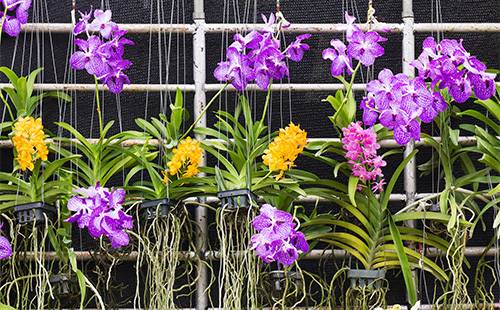 Орхидеи висят на сетке