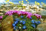 Цветы садовые каталог с фотографиями и названиями