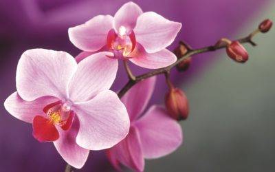Клещ на орхидее как избавиться