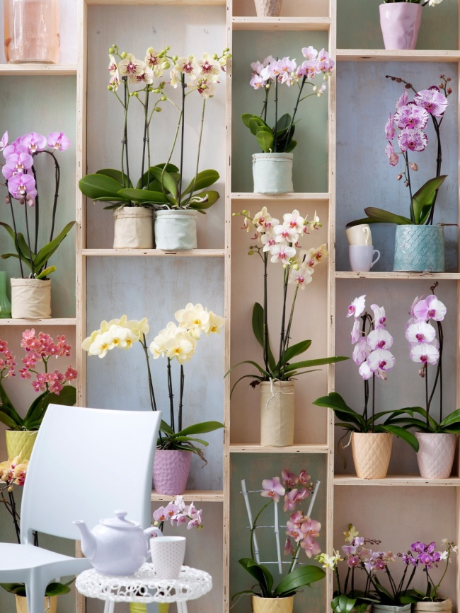 Мечта каждой хозяйки - полка на всю стену с разнообразными орхидеями. Обратите внимание на разнообразие оформления керамических горшков