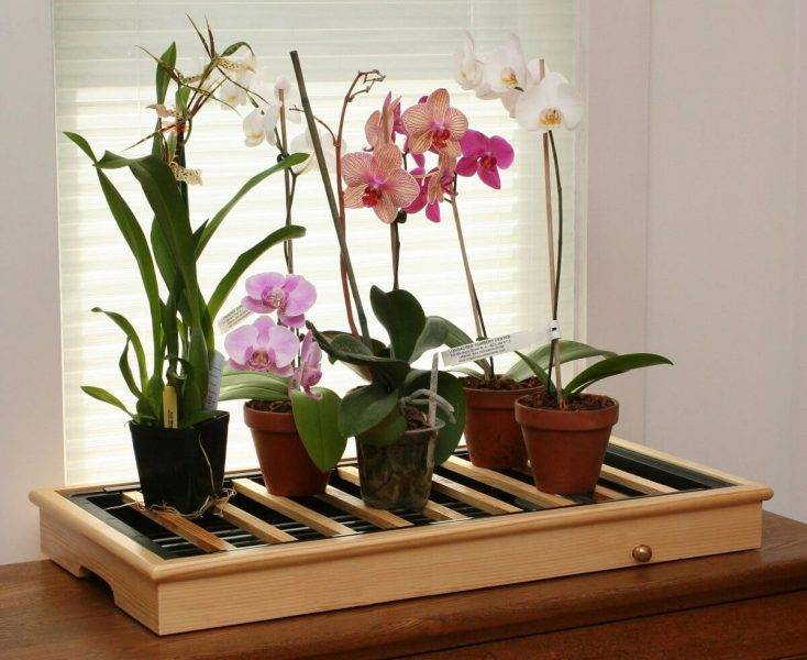Кашпо для орхидеи какое должно быть