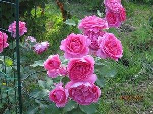 Розовые цветы в саду