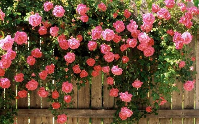 Розы виды и сорта для российских садов