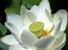 Белый цветок лотоса