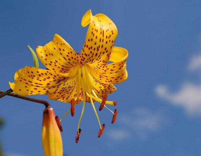 Лилия ланцетолистная, или тигровая "Цитронелла". Группа азиатские гибриды (Lilium lancifolium "Citronella". Asiatic hybrids)