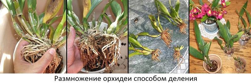 Так выглядит схема по размножению декоративного комнатного растения орхидеи