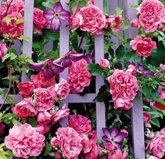 Одна из самых достойных представительниц группы плетистых роз - роза "Розариум Ютерсен" на фото и в отзывах