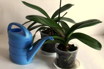 Как часто поливать орхидею в домашних условиях