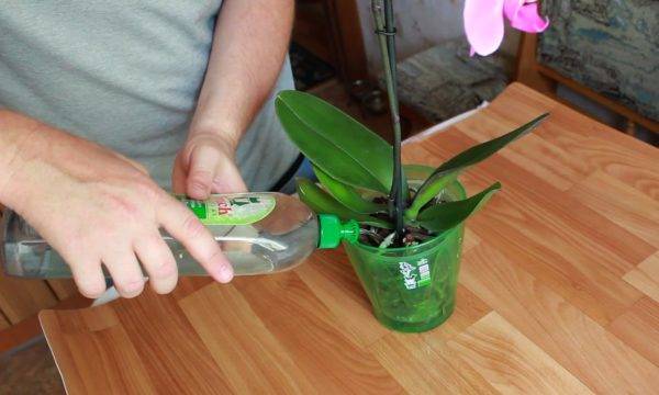 Как часто поливать орхидею в домашних условиях