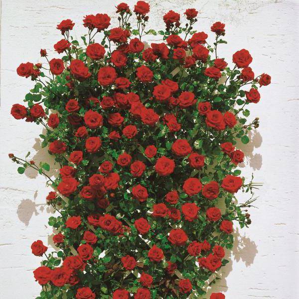 плетистая роза сантана