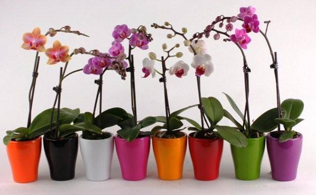 Как посадить семена орхидеи