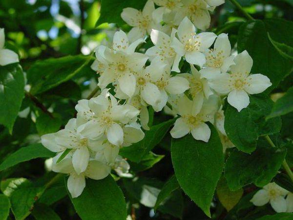 Белые цветы жасмина