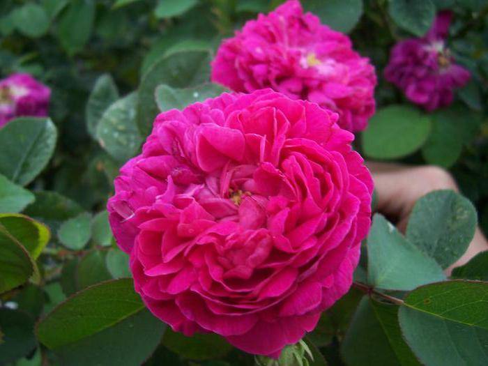 самые красивые розы в мире фото