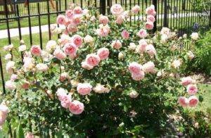 Английская роза «Абрахам Дерби» (Abraham Darby).