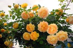 Английская роза «Голден Селебрейшн» (Golden Celebration).