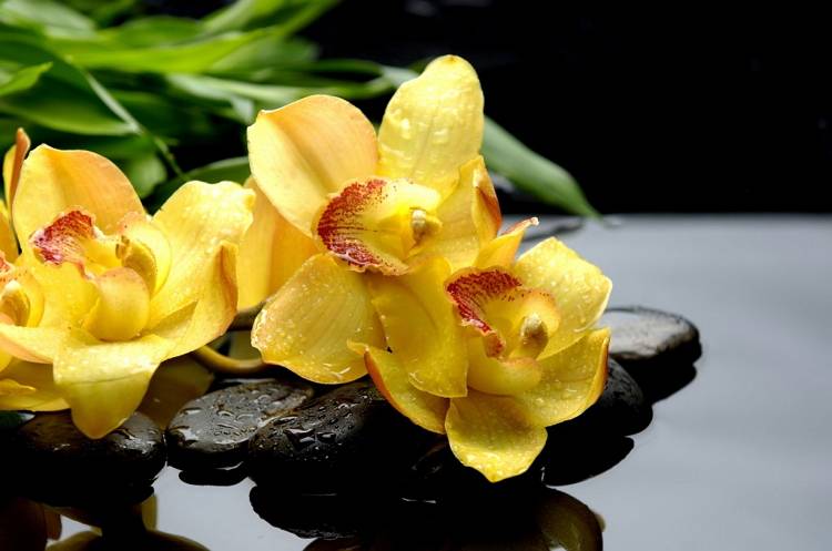 Орхидея микс уход в домашних условиях