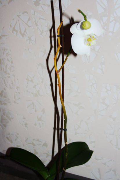 Орхидея отцвела что делать со стеблем, анимированные картинки