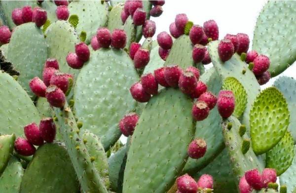 Плоды кактуса опунция полезные свойства