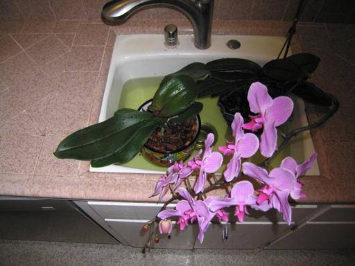 Как восстановить орхидею в домашних условиях
