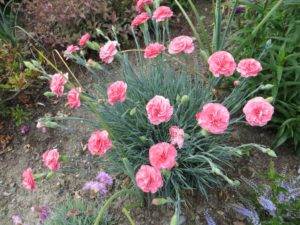 Как ухаживать за многолетними цветами: гвоздика в вашем саду