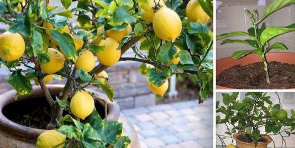 комнатный лимон уход в домашних условиях
