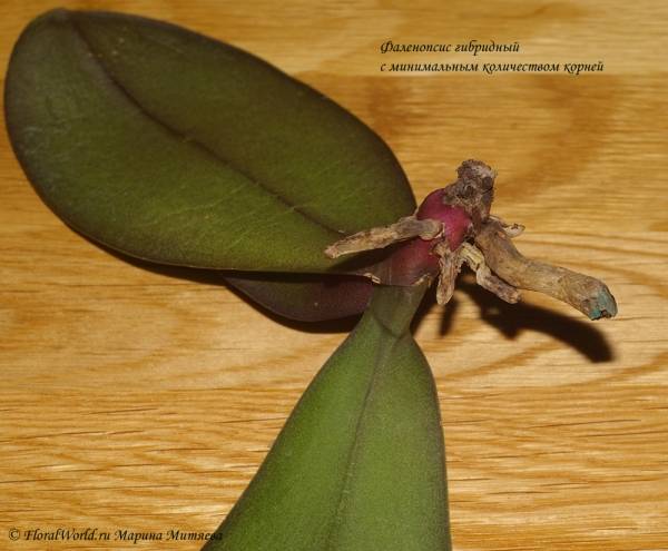 Как нарастить корни у детки орхидеи