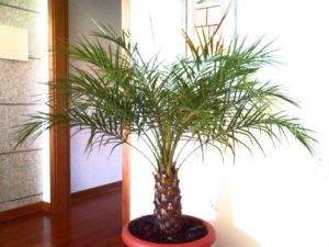 Комнатная пальма