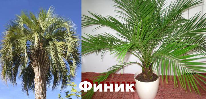 Вид: пальма Финик