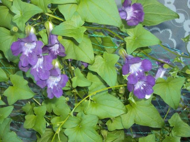 Вьющийся цветок с фиолетовыми цветами