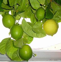 Павловские лимоны