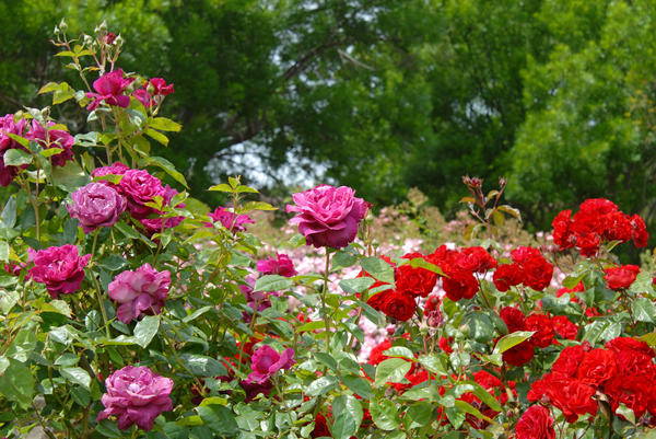 Даже весь сад может быть посвящён розам, и это будет красиво и интересно