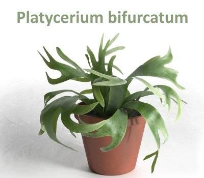 Platycerium bifurcatum