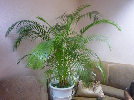 Растение похожее на пальму