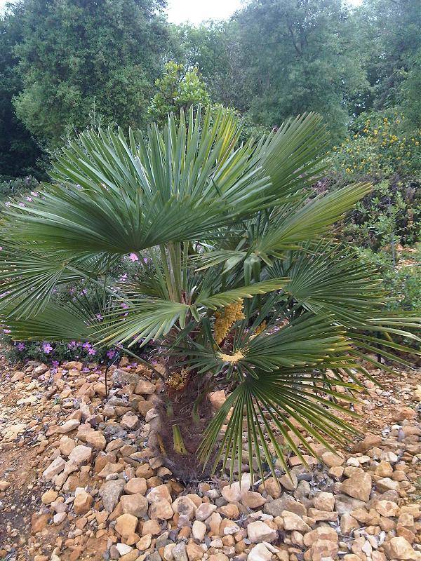 Растение похожее на пальму