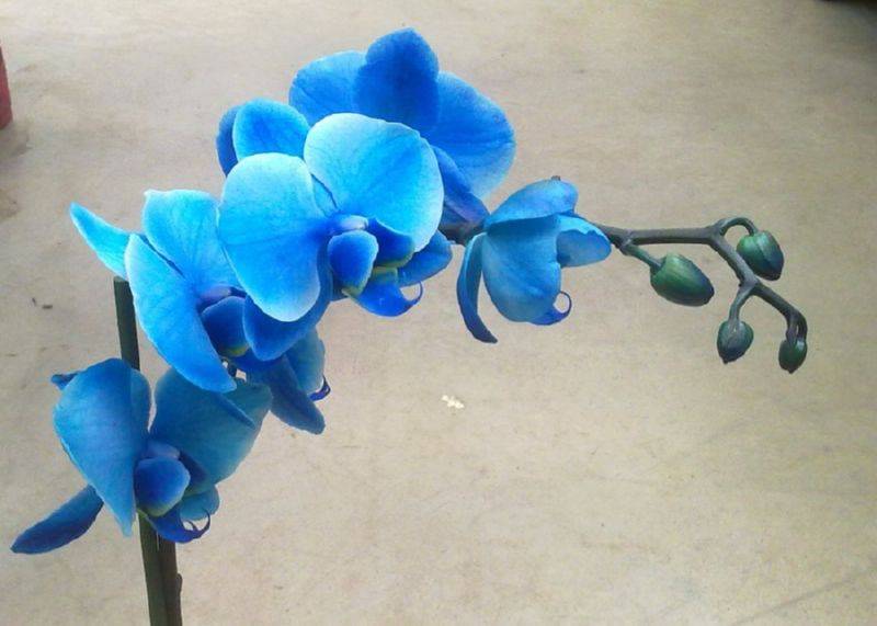 Красивая синяя орхидея