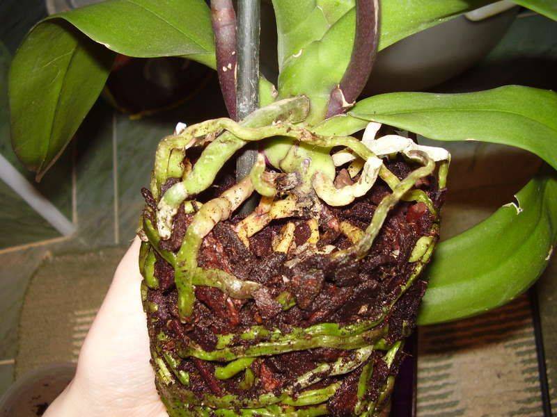 Здоровые корни орхидеи
