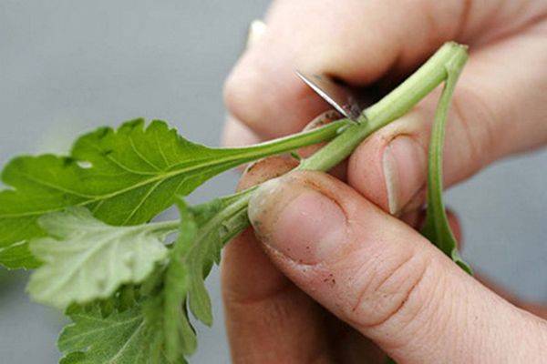 Как вырастить хризантему из букета