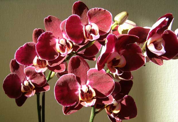 Как правильно выращивать орхидеи из Вьетнама