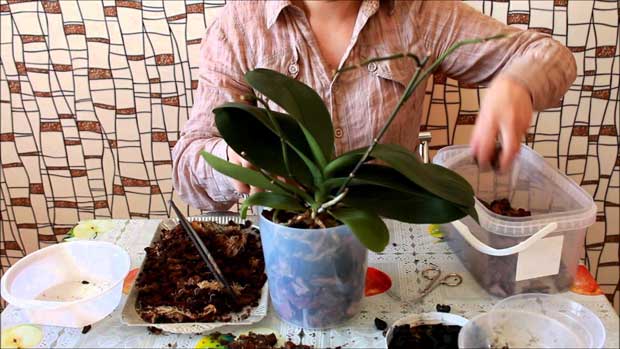 Как пересадить орхидею из Вьетнама