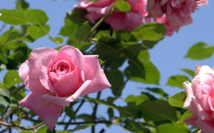 как отличить розу от шиповника по листьям