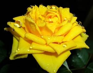 Желтый цвет в цветочном языке
