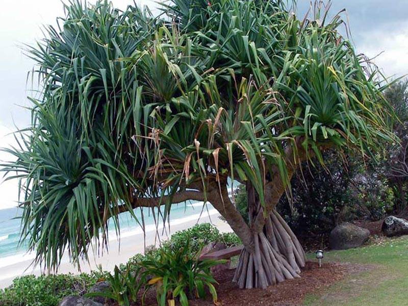 Винтовая пальма панданус
