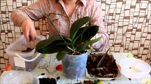 Описание процесса пересадки орхидеи