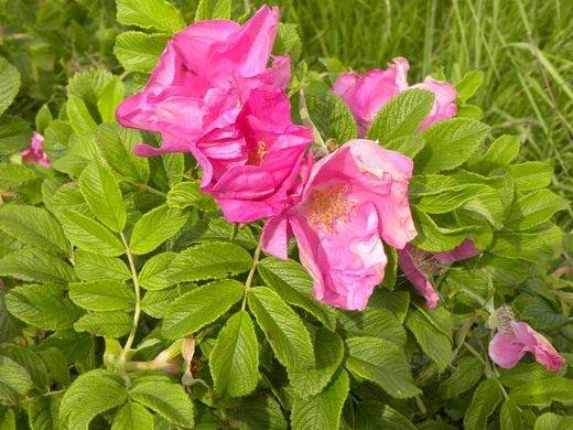 Роза морщинистая (Rosa rugosa)
