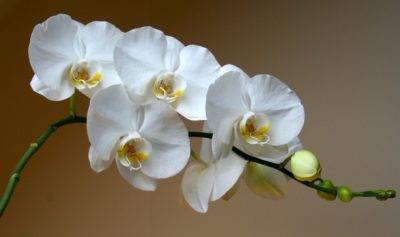 Как обновить орхидею в домашних условиях