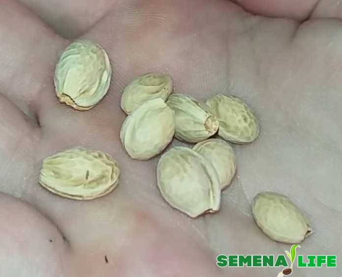 Как выглядят семена сакуры